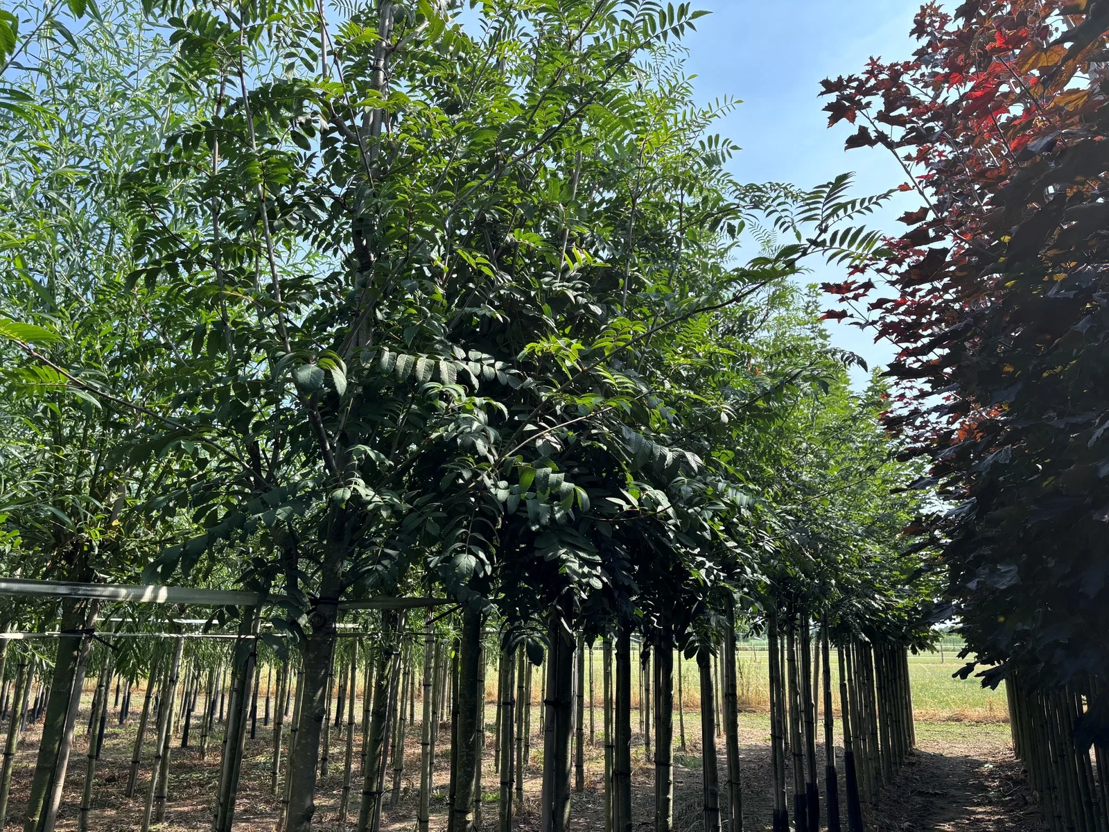 Sorbus Aucuparia Edulis (Essbare Eberesche)-1