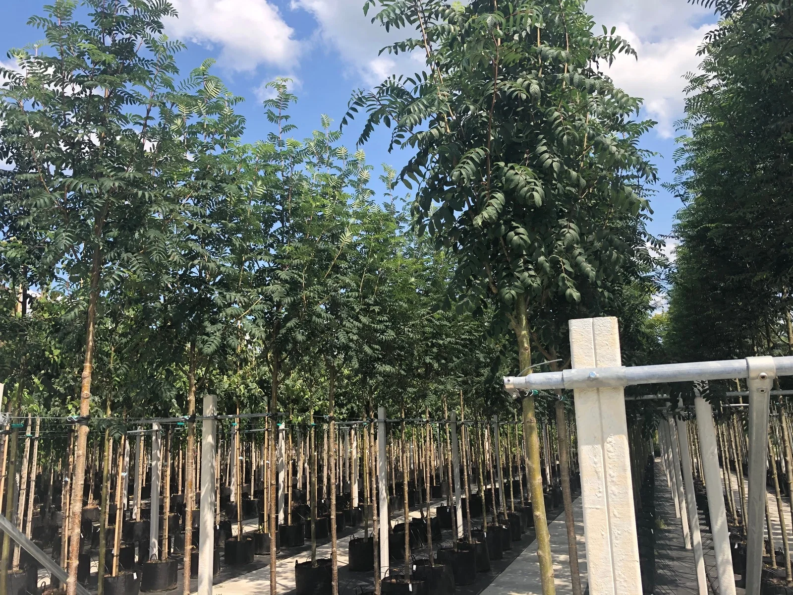 Sorbus Aucuparia Edulis (Essbare Eberesche)-3