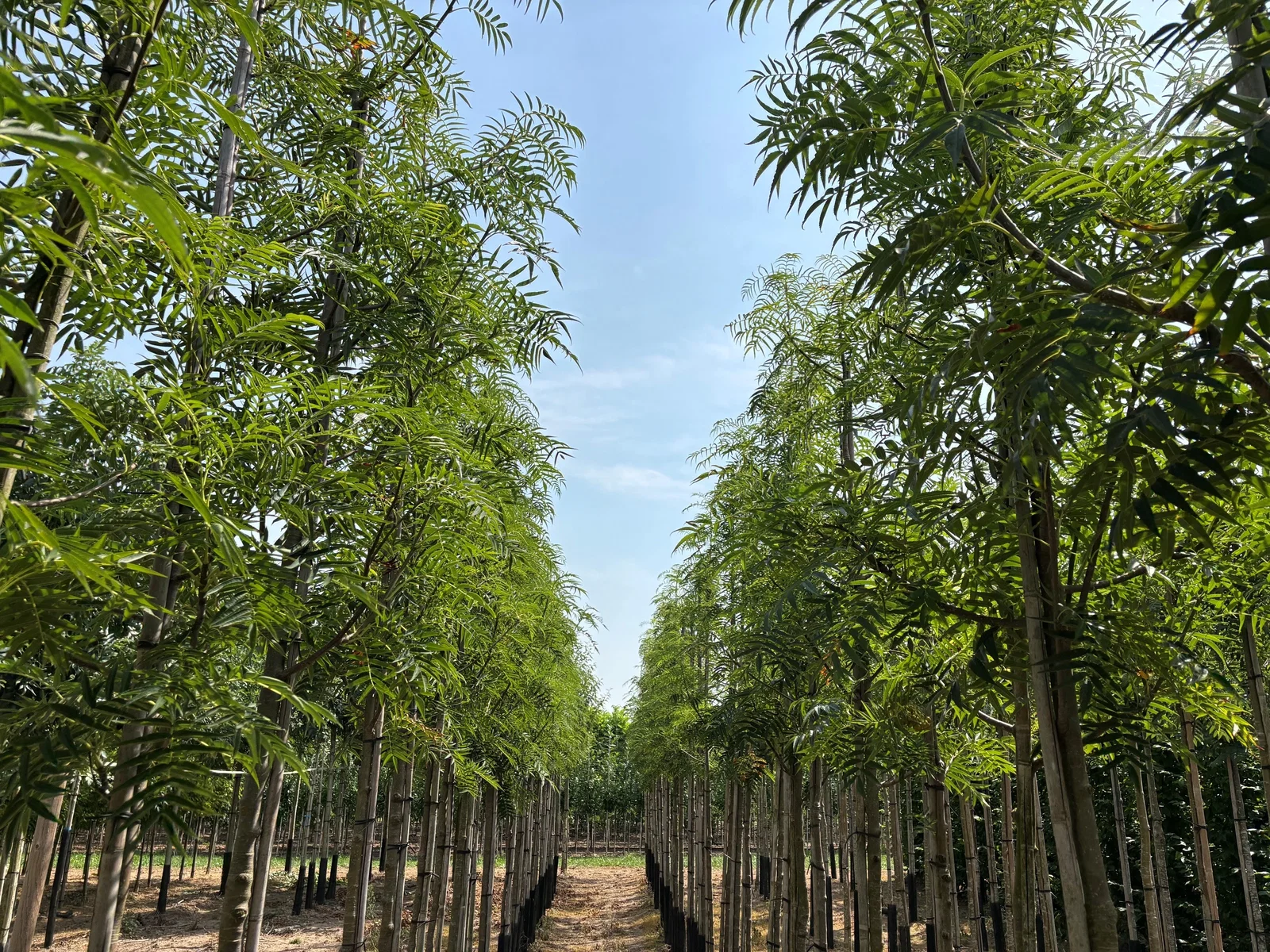 Sorbus Dodong (Eberesche)-6
