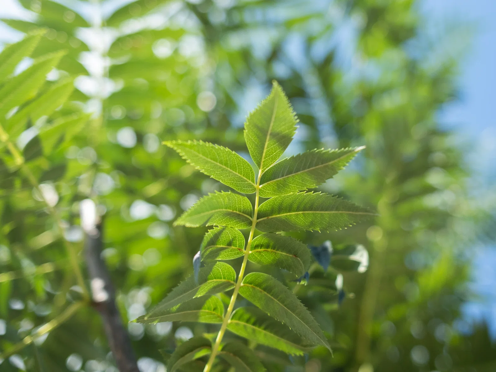 Sorbus Dodong (Eberesche)-2