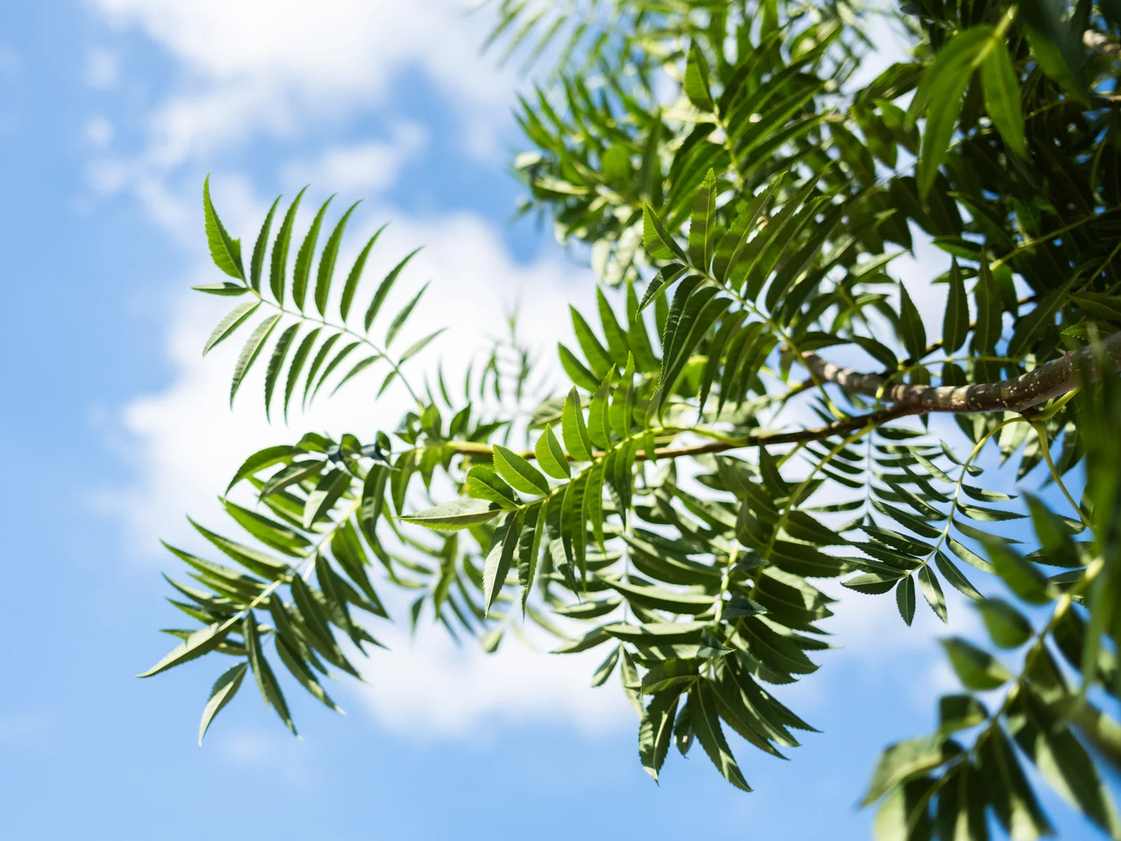 Sorbus Dodong (Eberesche)-4