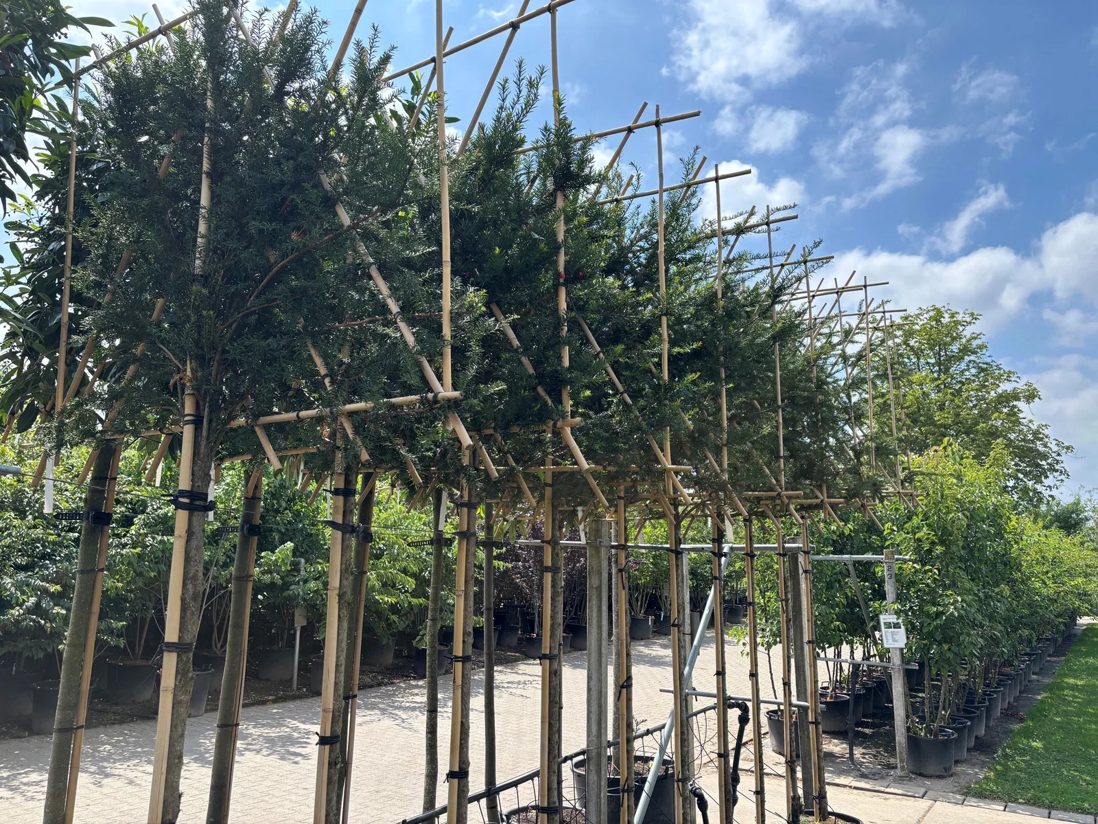 Taxus Baccata Leiboom (Venijnboom)-2