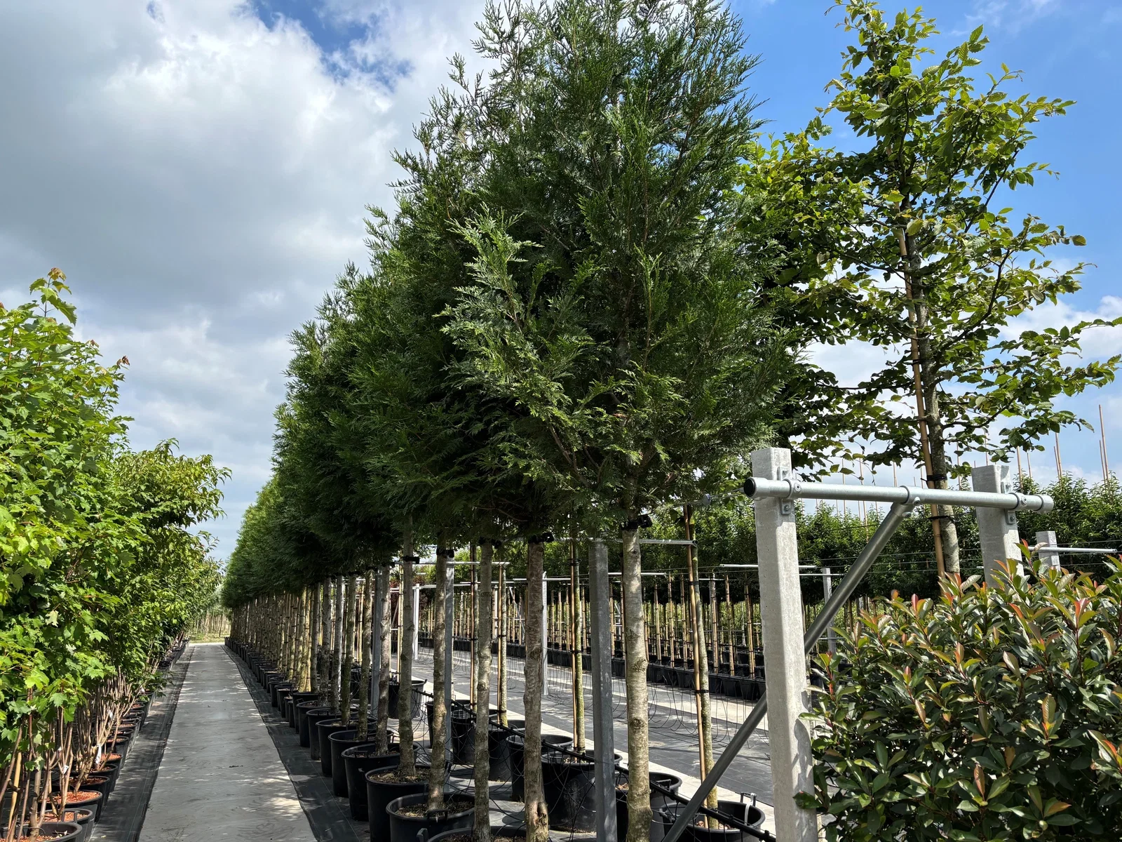 Thuja Plicata Atrovirens Boom (Conifeer op stam)-1