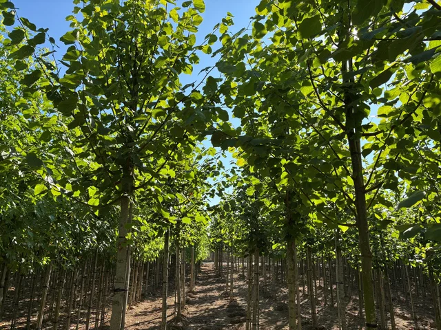 Tilia Europaea Pallida (Kaiserlinde)