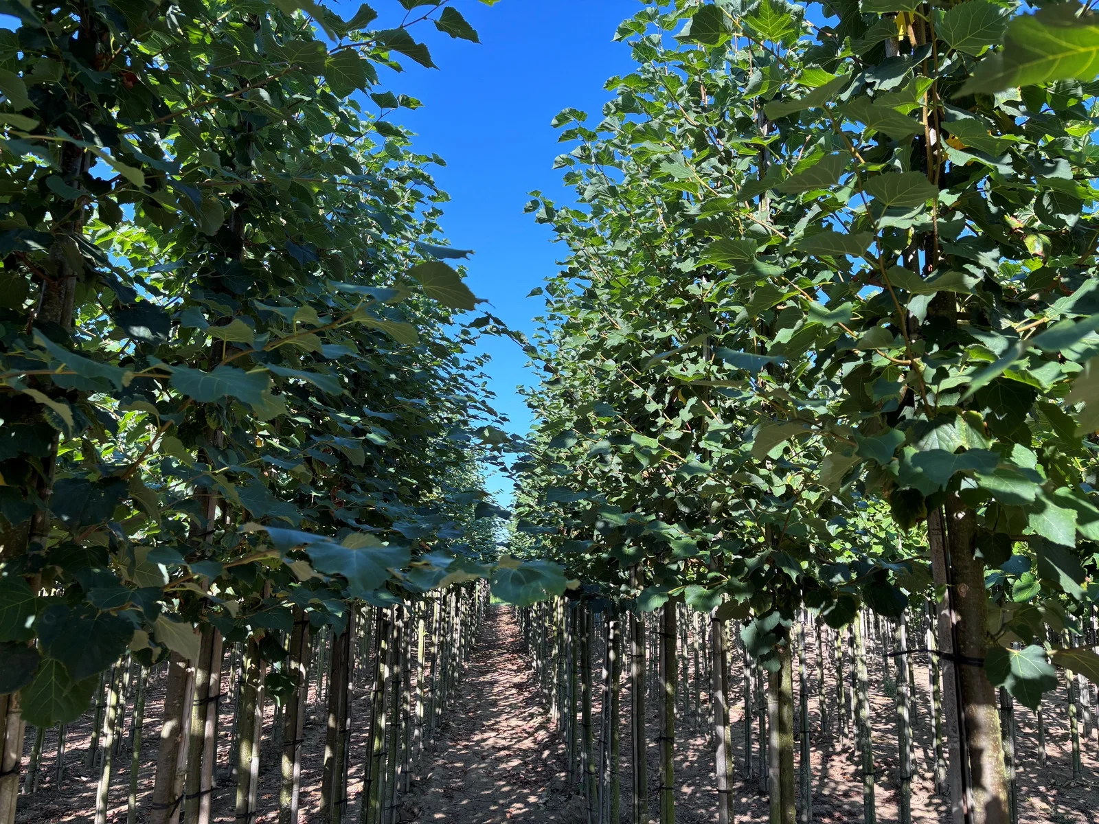 Tilia Cordata Greenspire (Winterlinde)-3