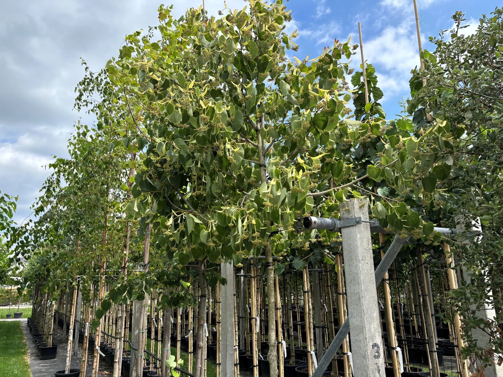 Tilia Henryana (Linde)-3