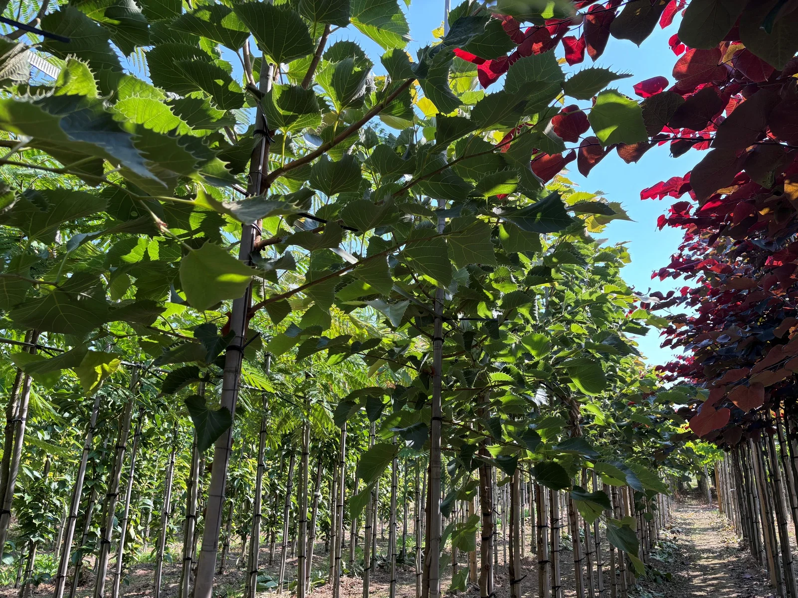 Tilia Henryana (Linde)-4