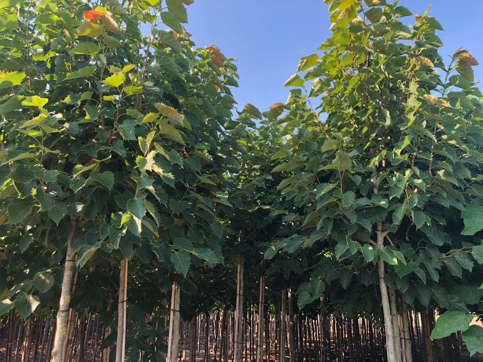Tilia Henryana (Linde)-1