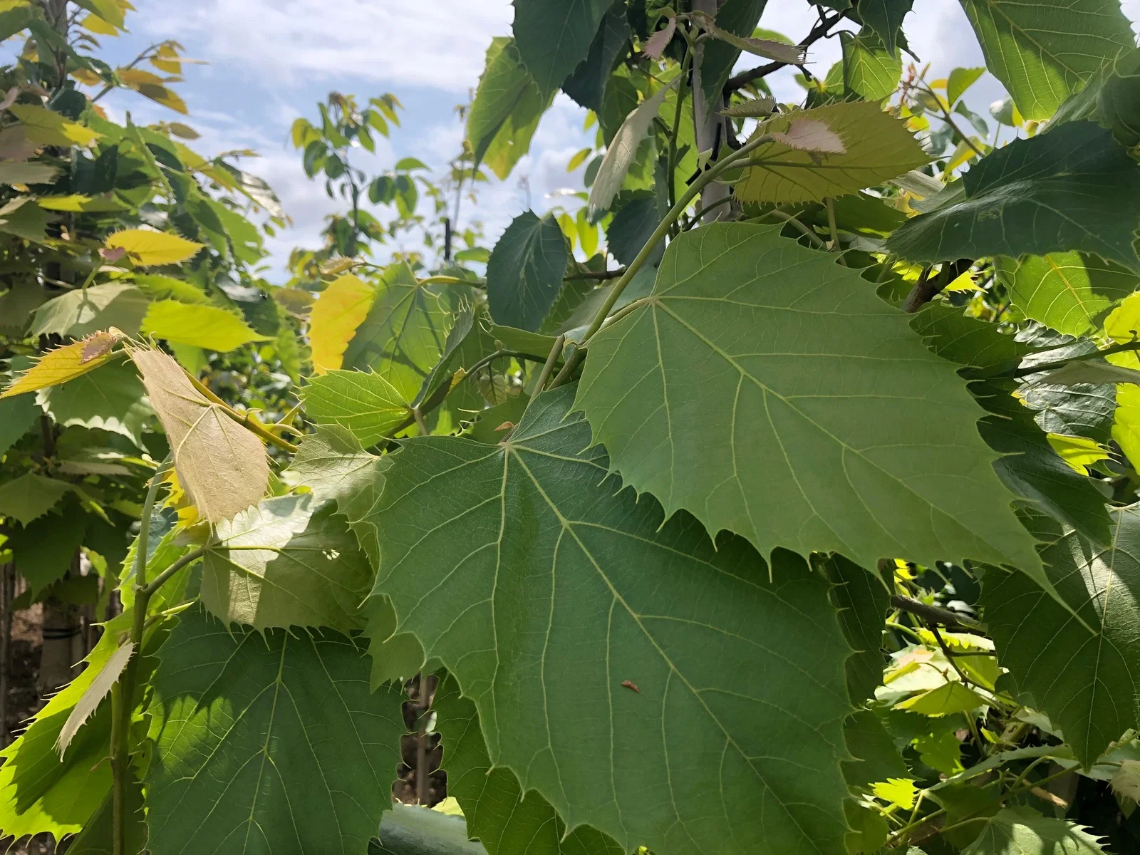 Tilia Henryana (Linde)-2