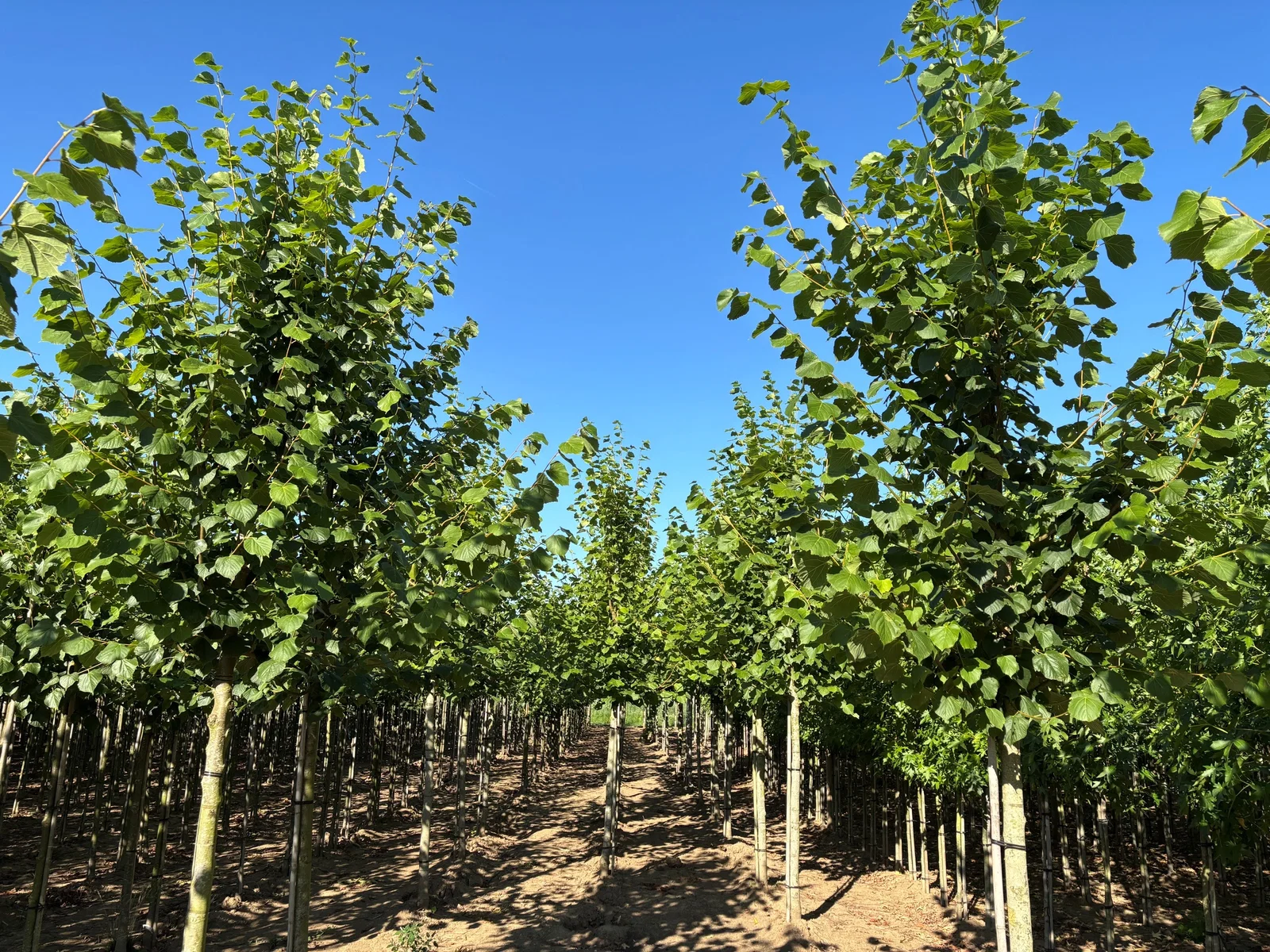 Tilia Europaea Pallida (Kaiserlinde)-3