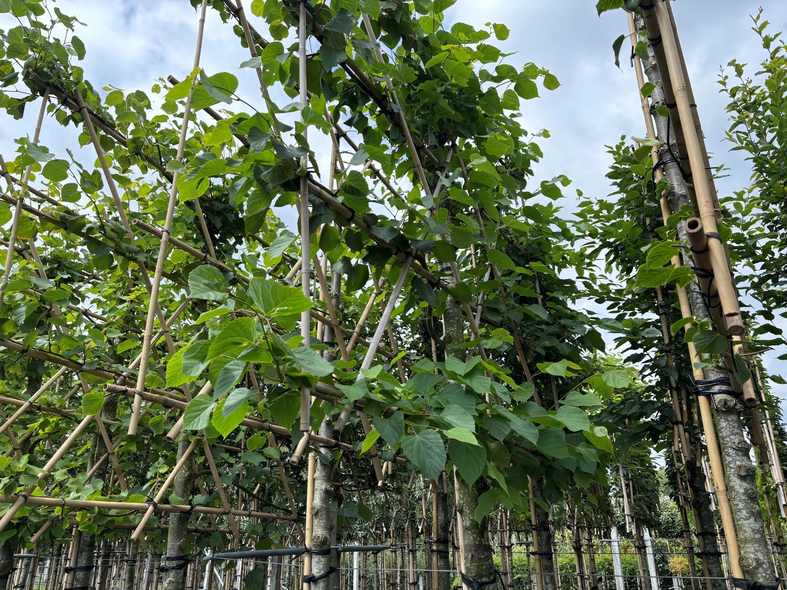 Tilia Europaea Pallida Spalierbaum (Kaiserlinde)-6