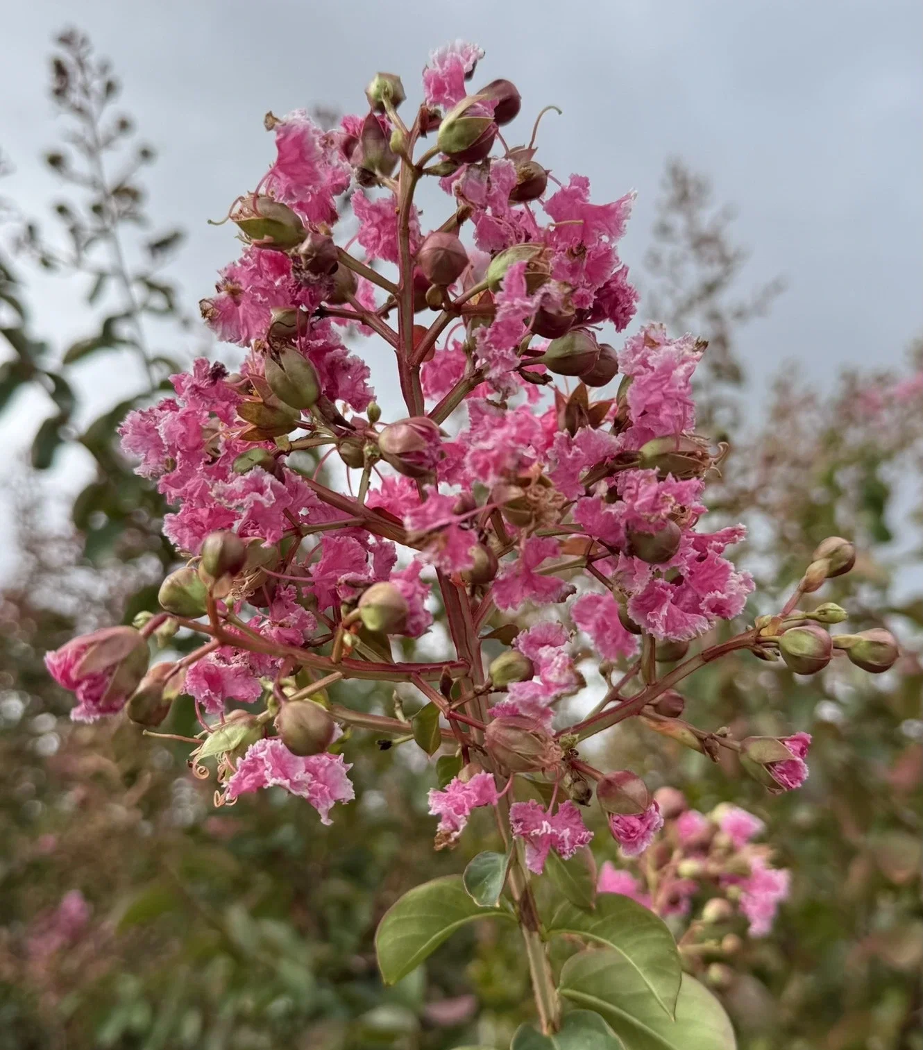 Lagerstroemia Indica Rubra Magnifica Meerstammig (Rode Lagerstroemia) -2
