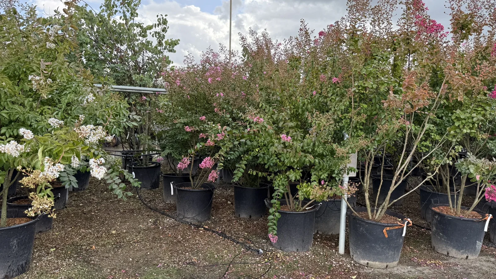 Lagerstroemia Indica Rubra Magnifica Meerstammig (Rode Lagerstroemia) -1