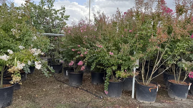 Lagerstroemia Indica Rubra Magnifica Mehrstämmig (Rote Lagerstroemia) Lagerstroemia Indica Rubra Magnifica Mehrstämmig (Rote Lagerstroemia)