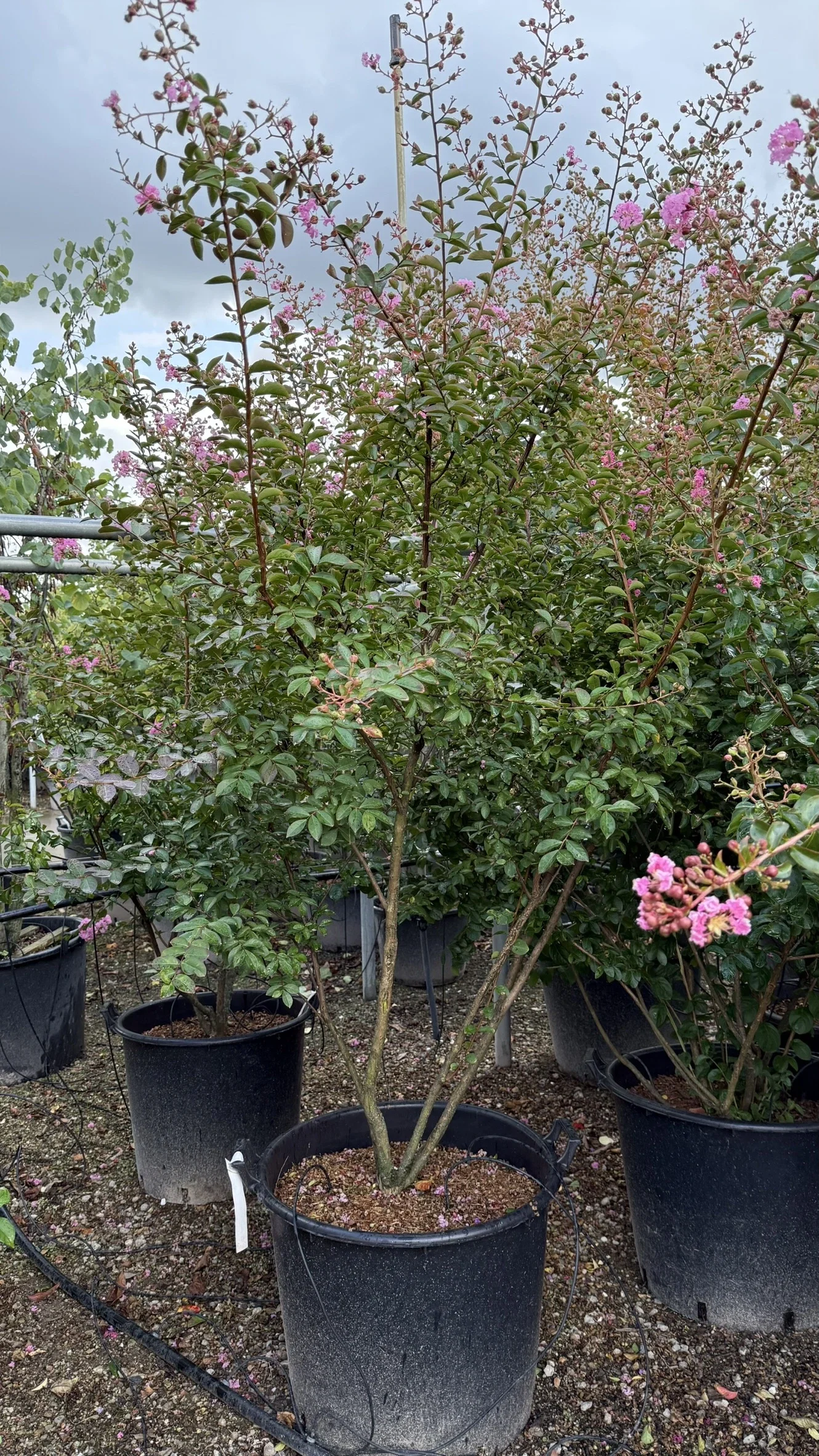 Lagerstroemia Indica Rubra Magnifica Meerstammig (Rode Lagerstroemia) -4