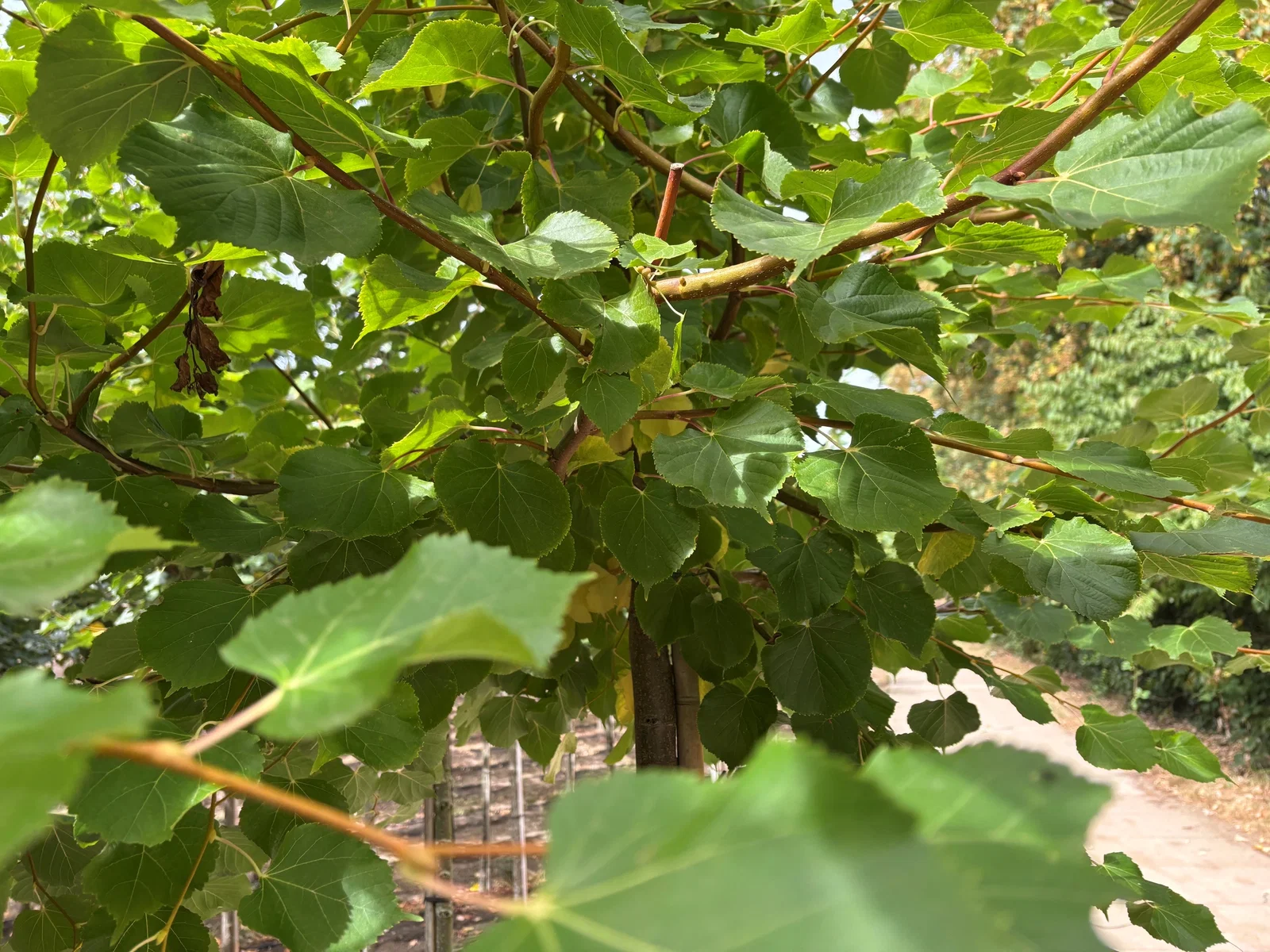 Tilia Cordata Winter Orange (Winterlinde)-2