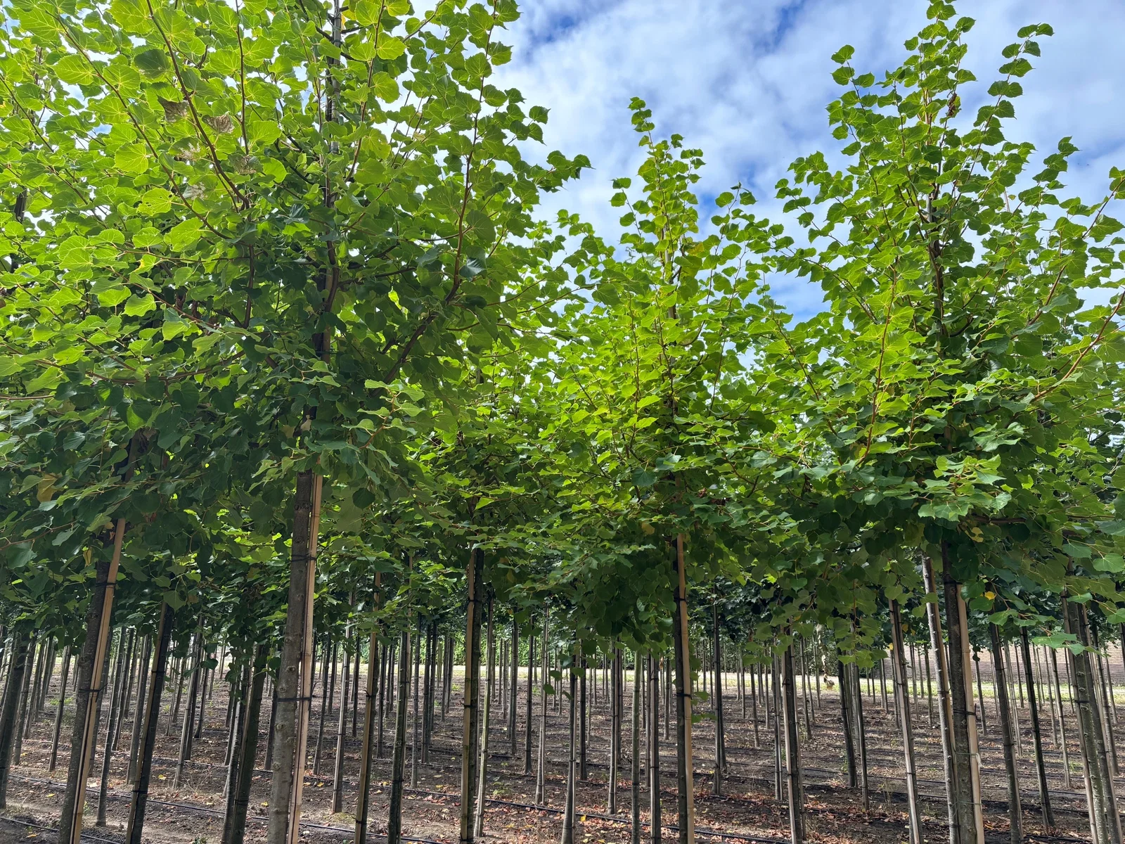 Tilia Cordata Winter Orange (Winterlinde)-1