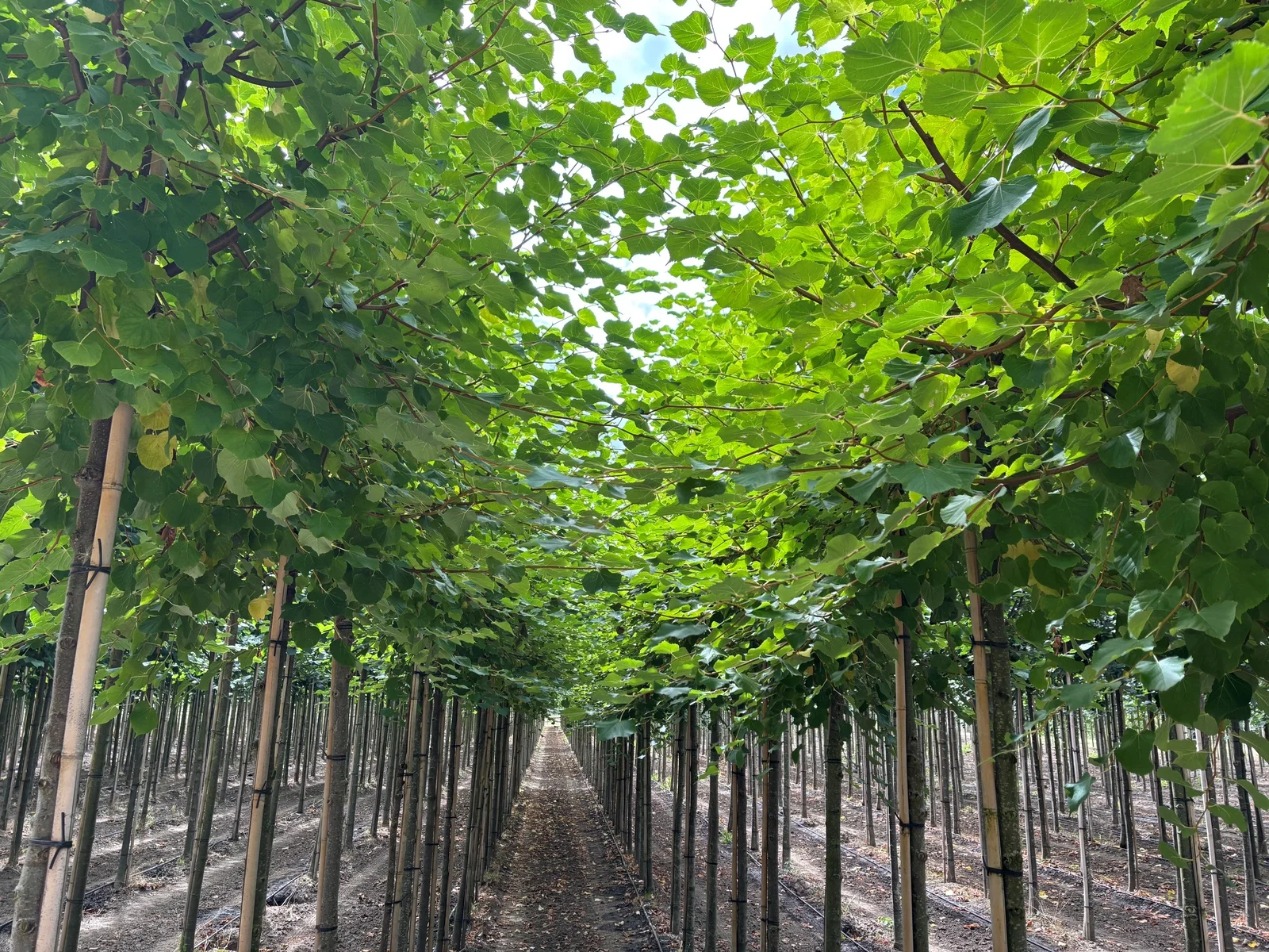 Tilia Cordata Winter Orange (Winterlinde)-3