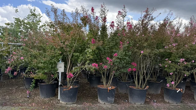 Lagerstroemia Indica Petite Red Meerstammig (Rode Lagerstroemia) Lagerstroemia Indica Petite Red Meerstammig (Rode Lagerstroemia)
