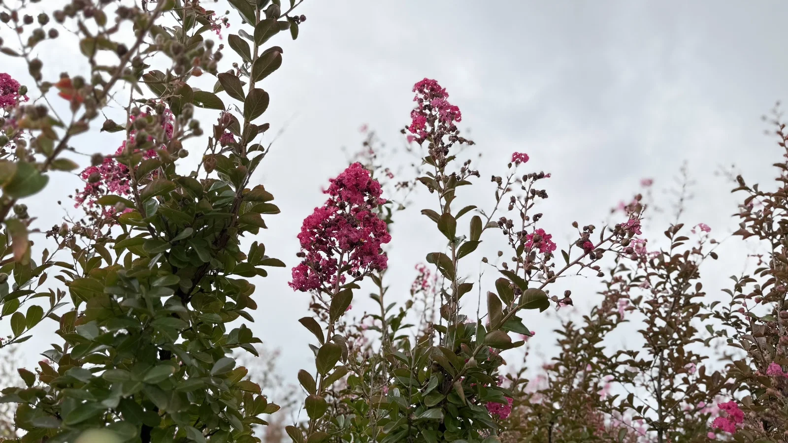 Lagerstroemia Indica Petite Red Meerstammig (Rode Lagerstroemia)-2