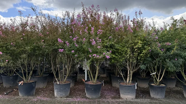 Lagerstroemia Indica Lipan Meerstammig (Lichtpaarse Lagerstroemia) Lagerstroemia Indica Lipan Meerstammig (Lichtpaarse Lagerstroemia)