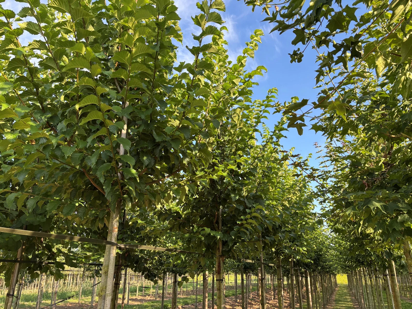 Ulmus Lobel (Ulme)-2