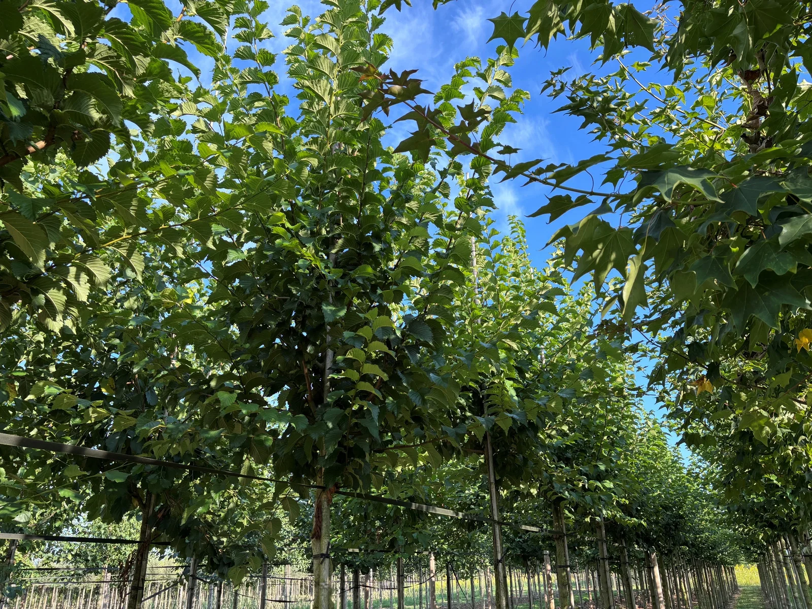 Ulmus Lobel (Ulme)-1