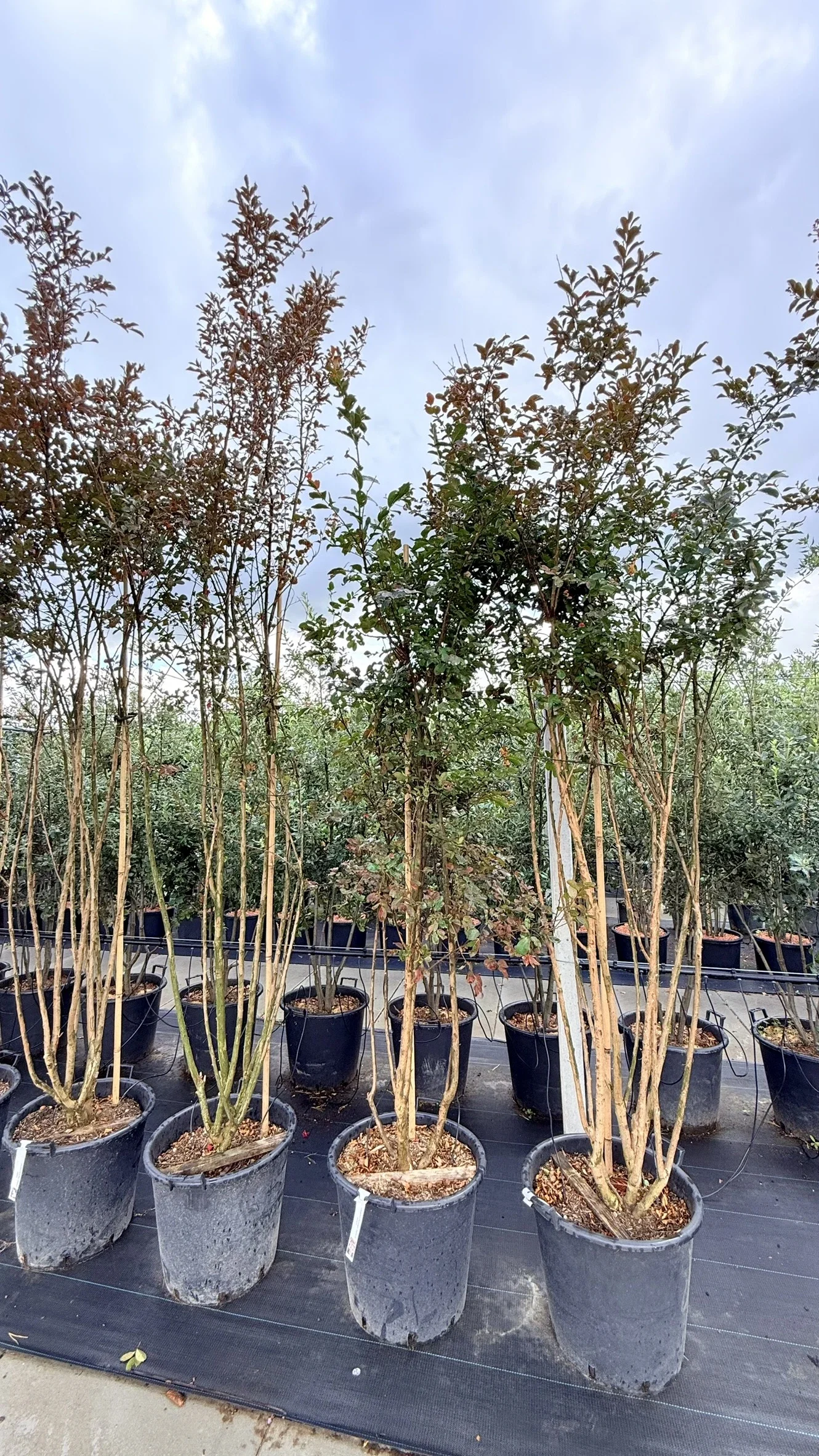 Lagerstroemia Indica Mehrstämmig (Kreppmyrte) (kopie) (kopie) (kopie) (kopie)-2