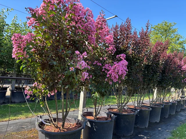 Lagerstroemia Indica Rhapsody in Pink Mehrstämmig (hellrosa Lagerstroemia) Lagerstroemia Indica Rhapsody in Pink Mehrstämmig (hellrosa Lagerstroemia)