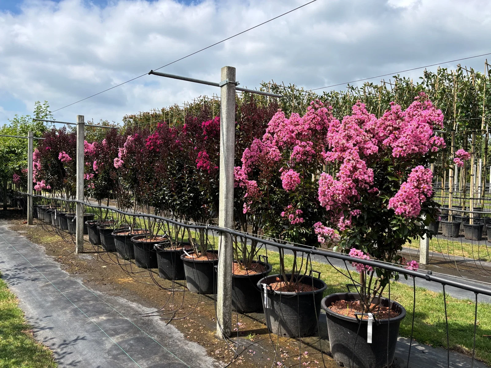 Lagerstroemia Indica Rhapsody in Pink Meerstammig (Lichtroze Lagerstroemia)-4