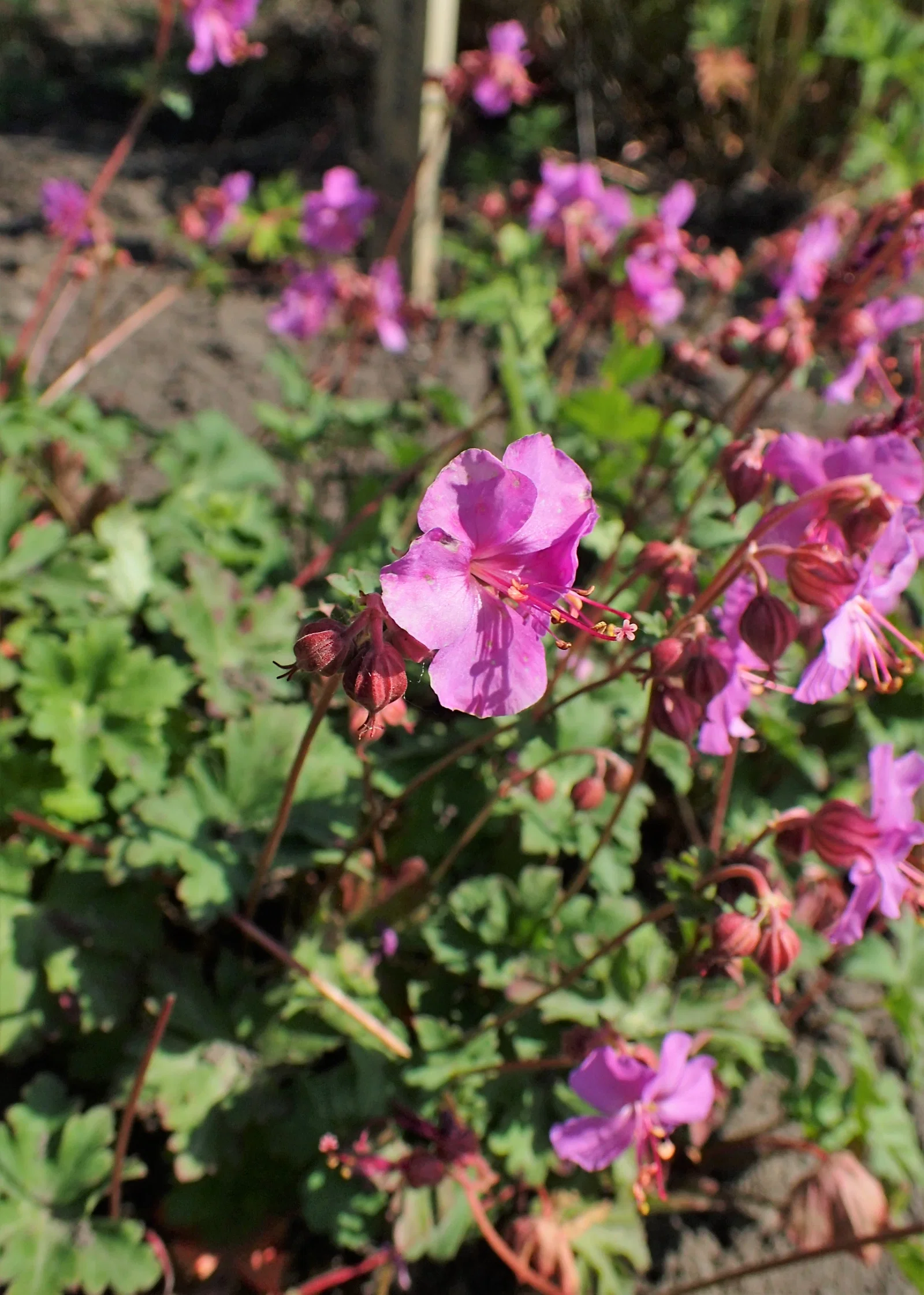 Geranium macrorrhizum 'Czakor'