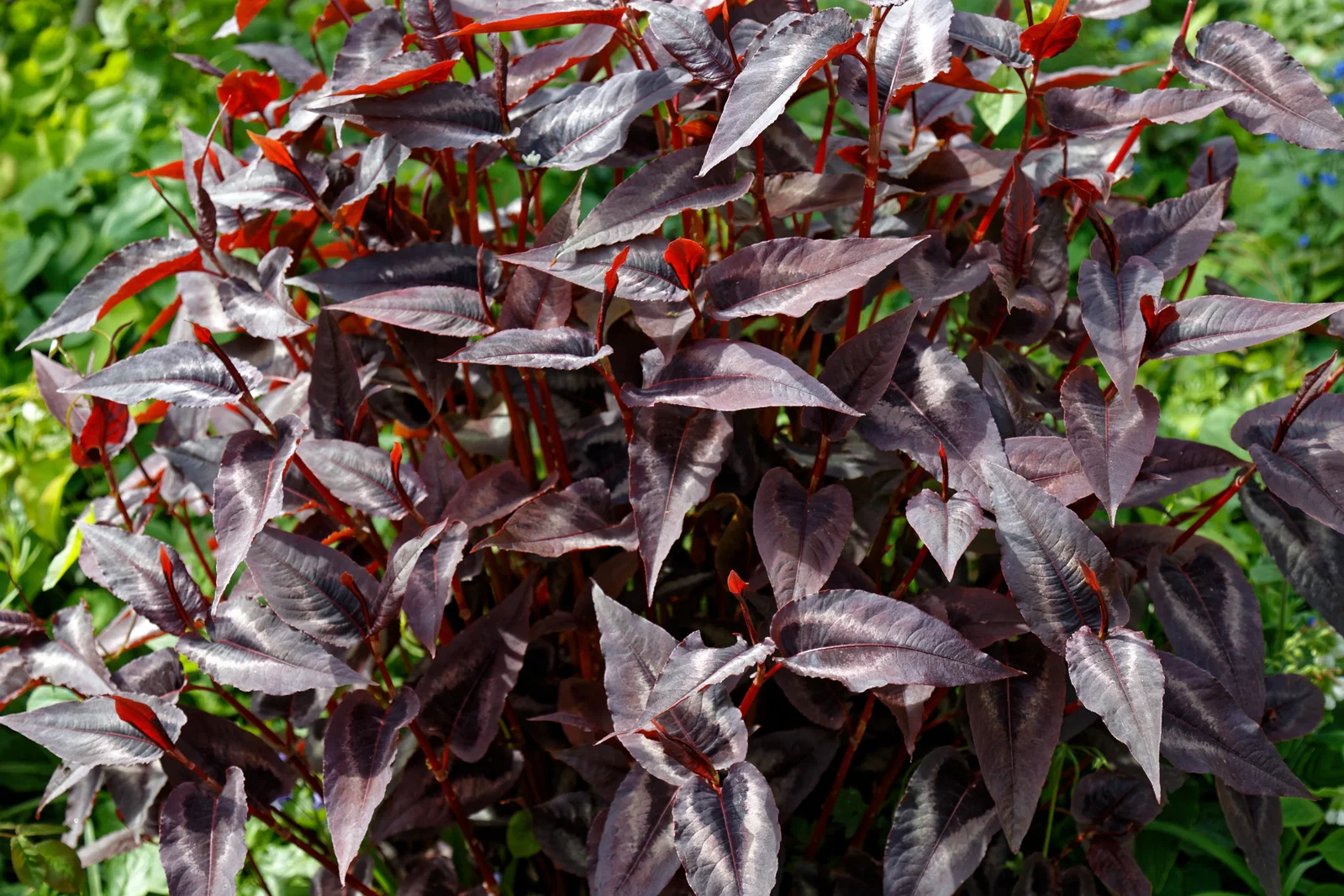 Persicaria microcephala  ‘Red Dragon'