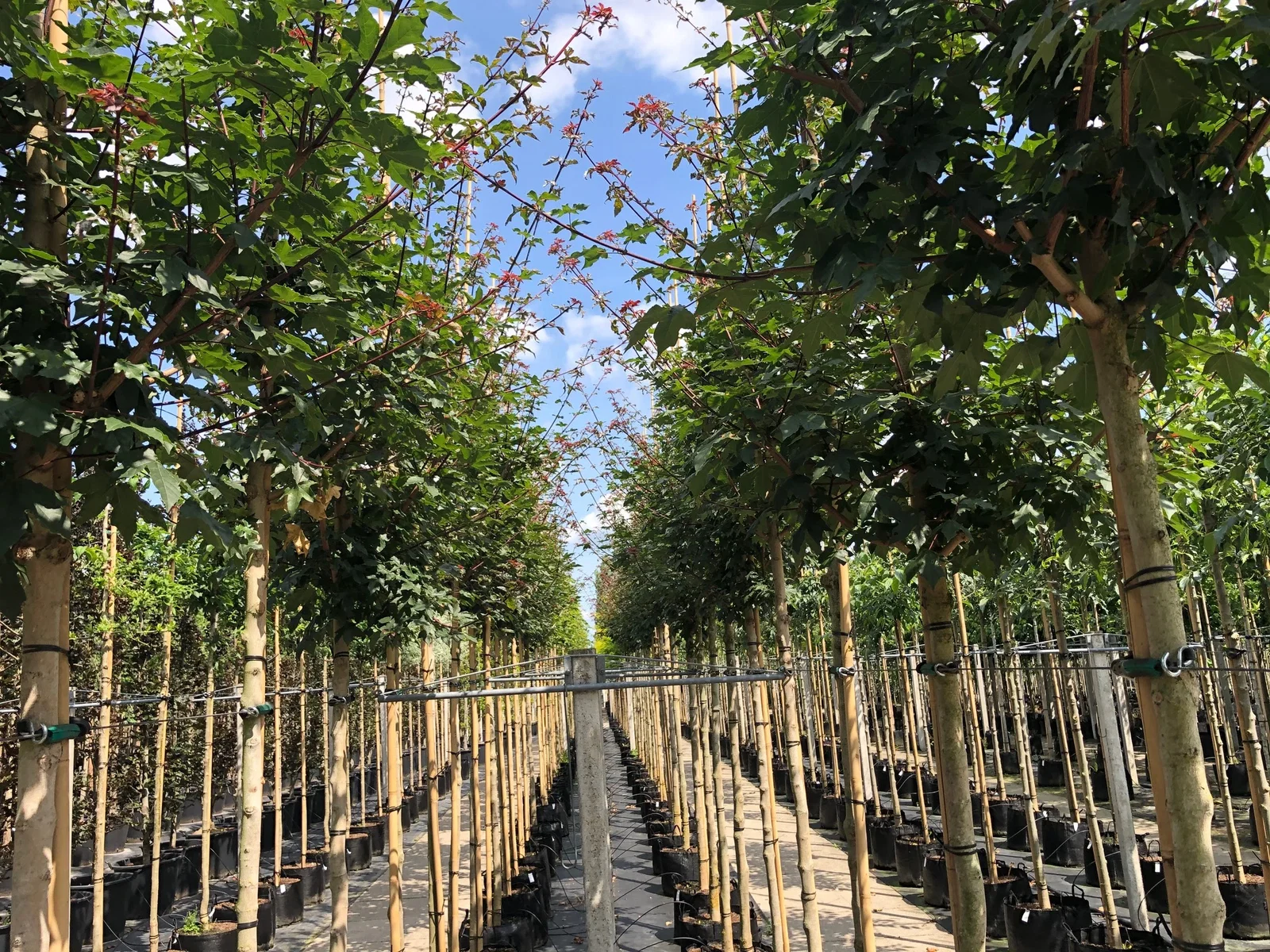 Acer Campestre Red Shine (Feldahorn)-1