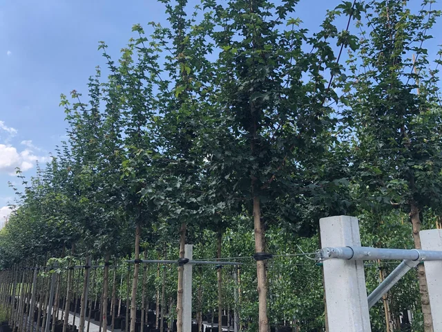 Acer Campestre Huibers Elegant (Feldahorn)