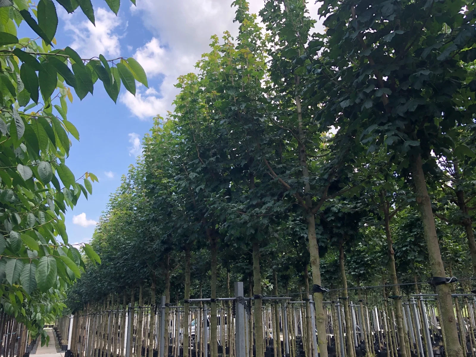 Acer Campestre (Feldahorn)-3