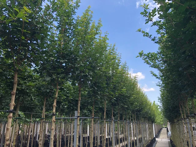 Acer Campestre (Feldahorn)