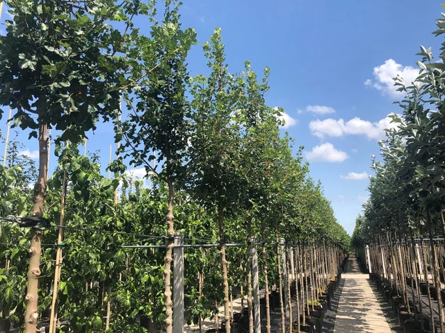 Acer Campestre Elsrijk (Feldahorns)