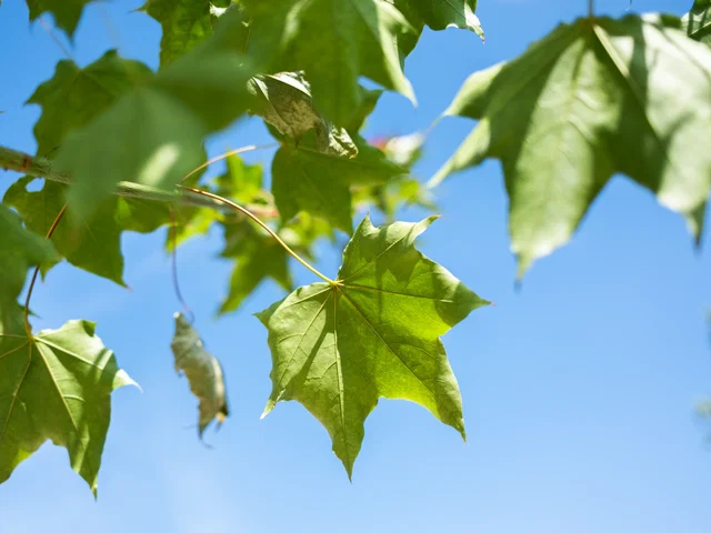 Acer Cappadocicum Rubrum (Ahorn)