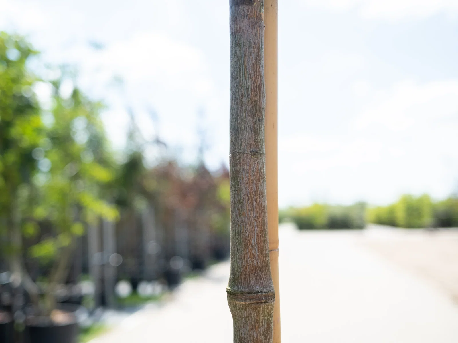 Acer Cappadocicum Rubrum (Ahorn)-3
