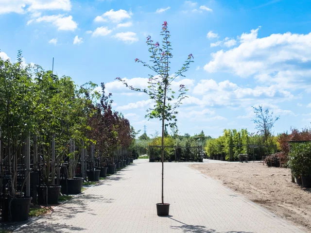 Acer Cappadocicum Rubrum (Ahorn)