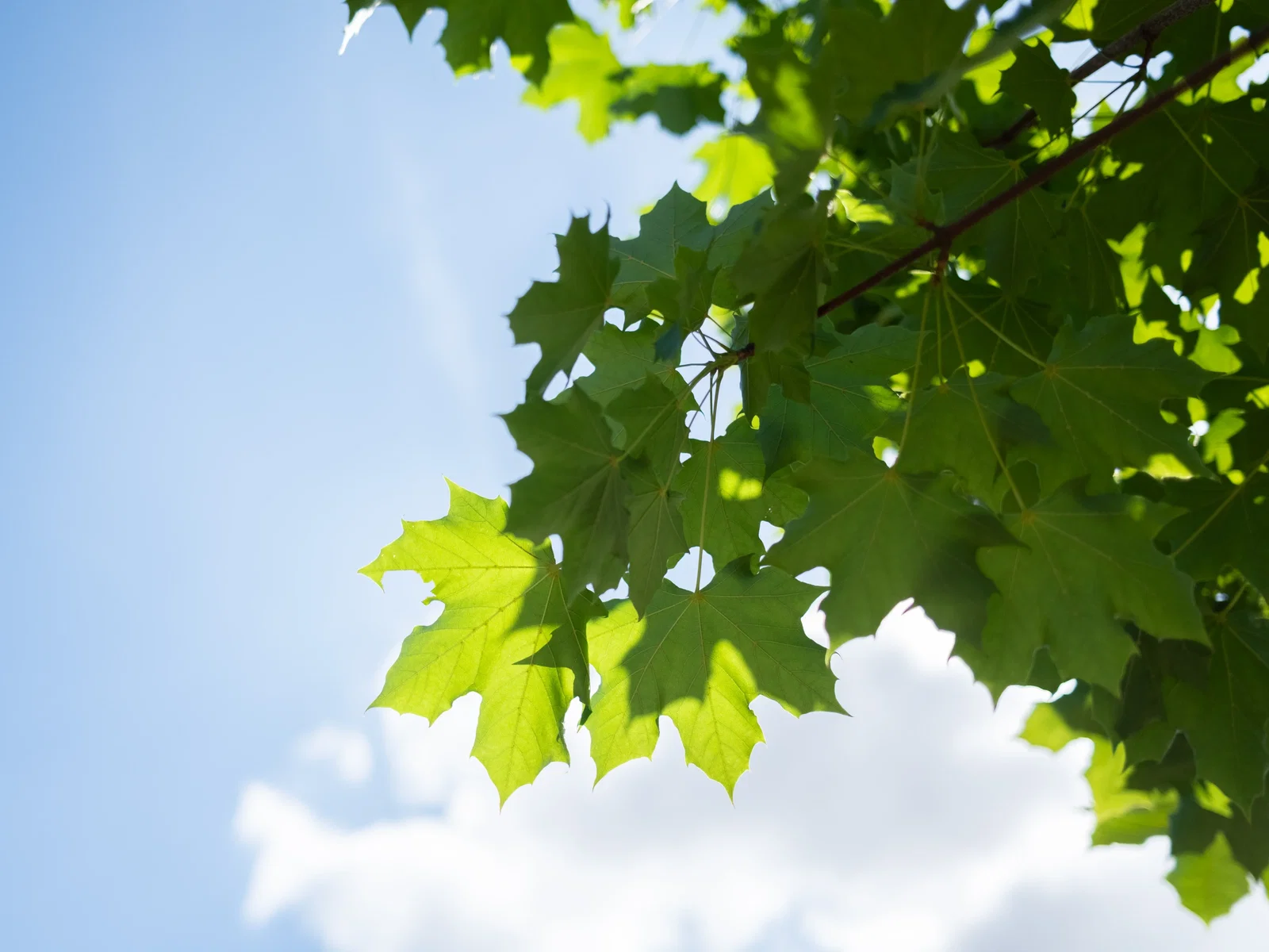 Acer Platanoides Columnare (Spitzahorn)-6