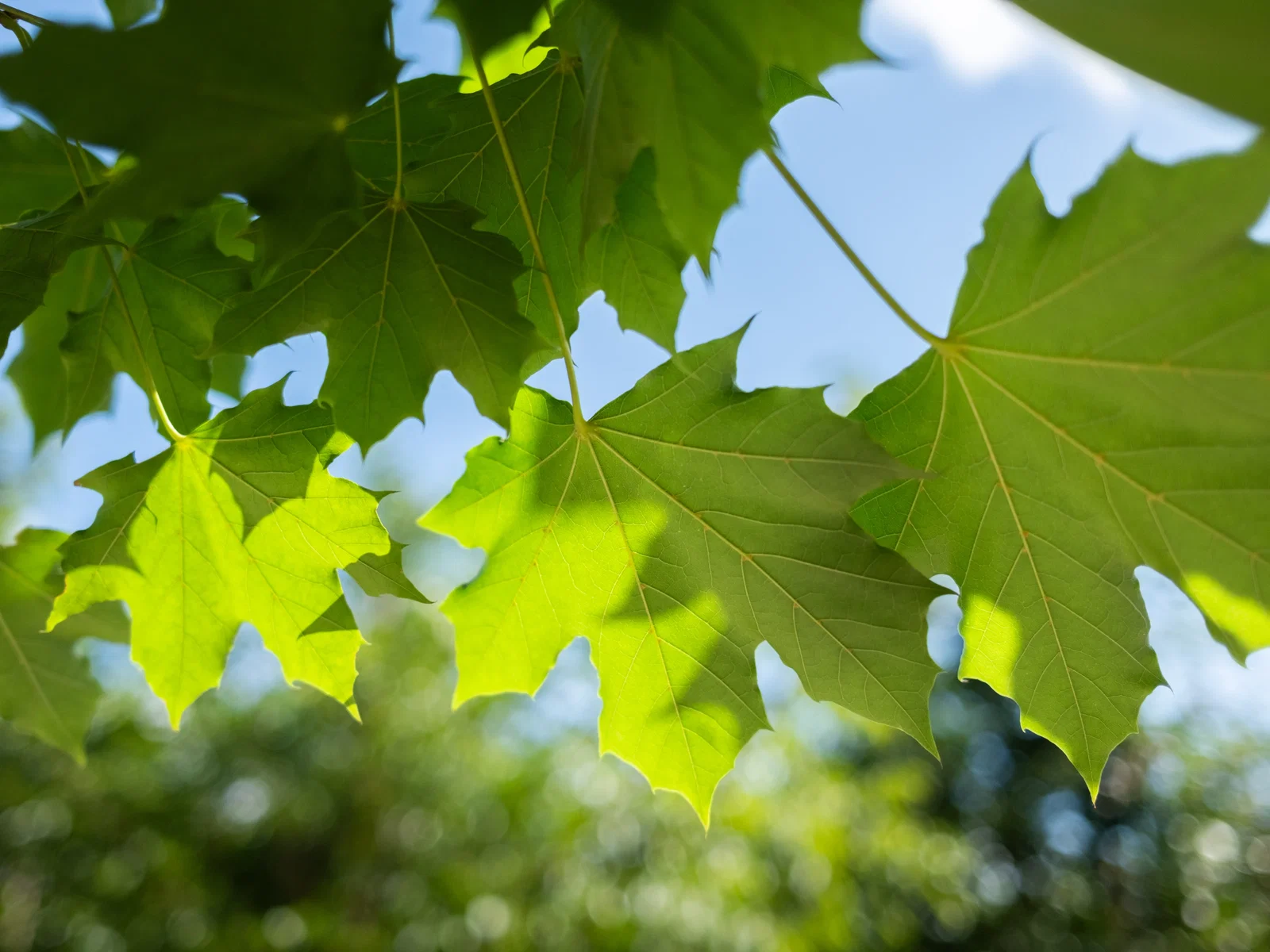 Acer Platanoides Columnare (Spitzahorn)-5