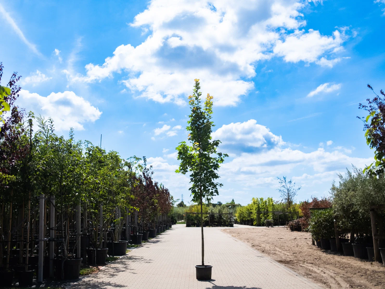 Acer Platanoides Columnare (Spitzahorn)-2