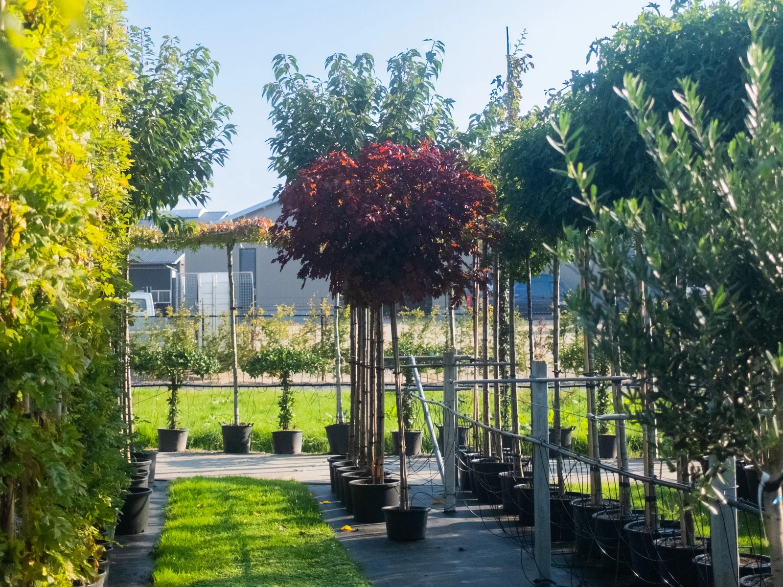 Acer Platanoides Crimson Sentry (Blutahorn)-5
