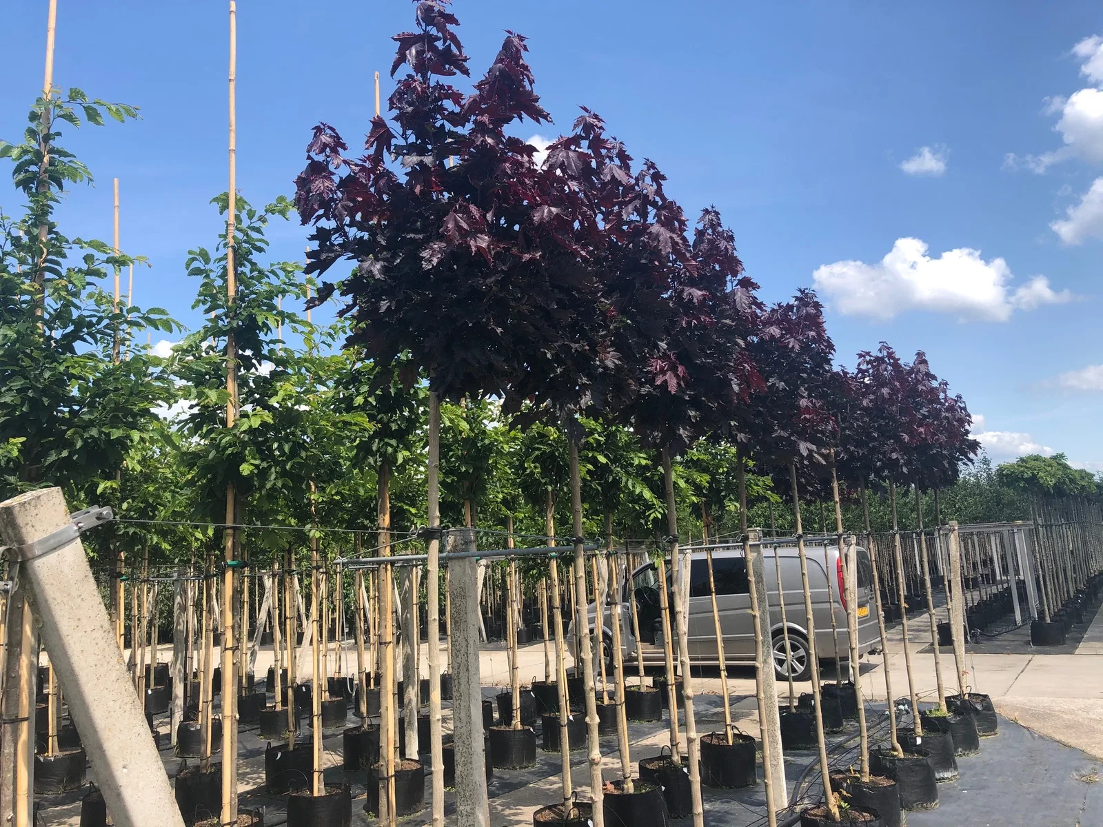 Acer Platanoides Crimson Sentry (Blutahorn)-3