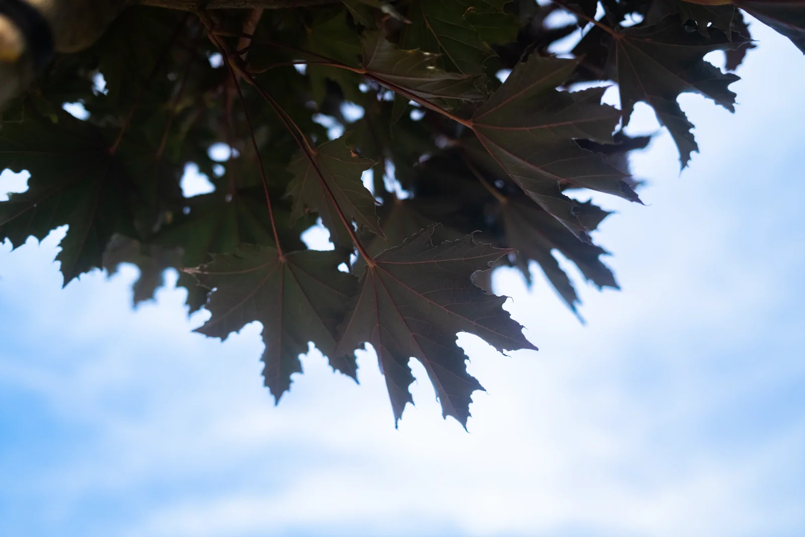 Acer Platanoides Crimson Sentry (Blutahorn)-6