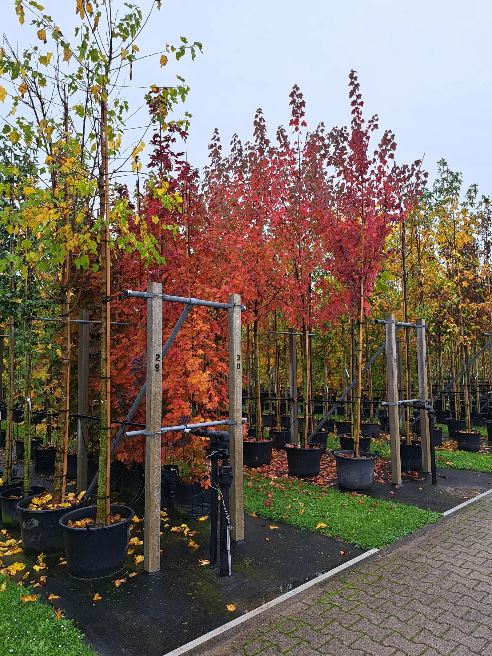 Acer platanoides Crimson Sentry (Schmale Ahorn)-4