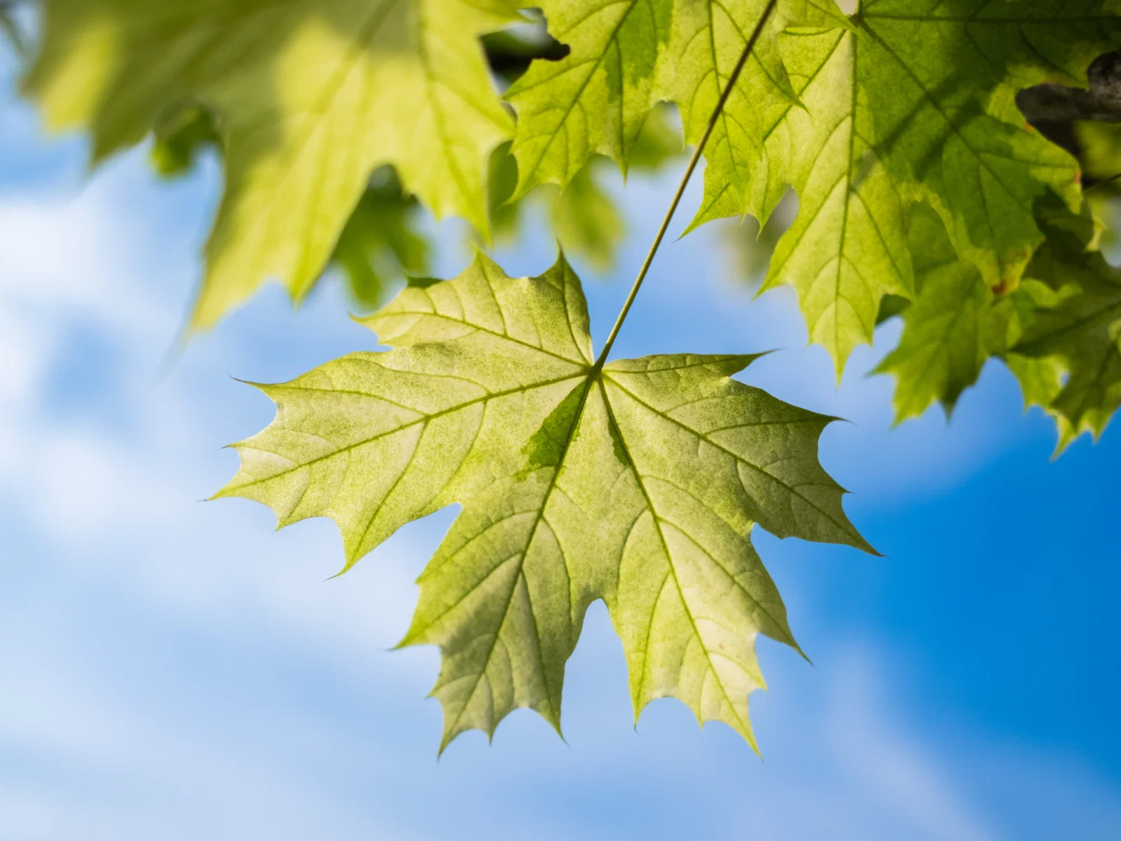 Acer Platanoides Drummondii (Ahorn)-6