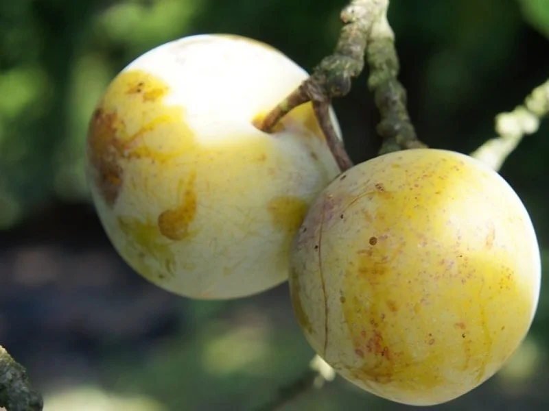 Prunus d. Reine Claude d'Oullins' (Witte Eierpruim)