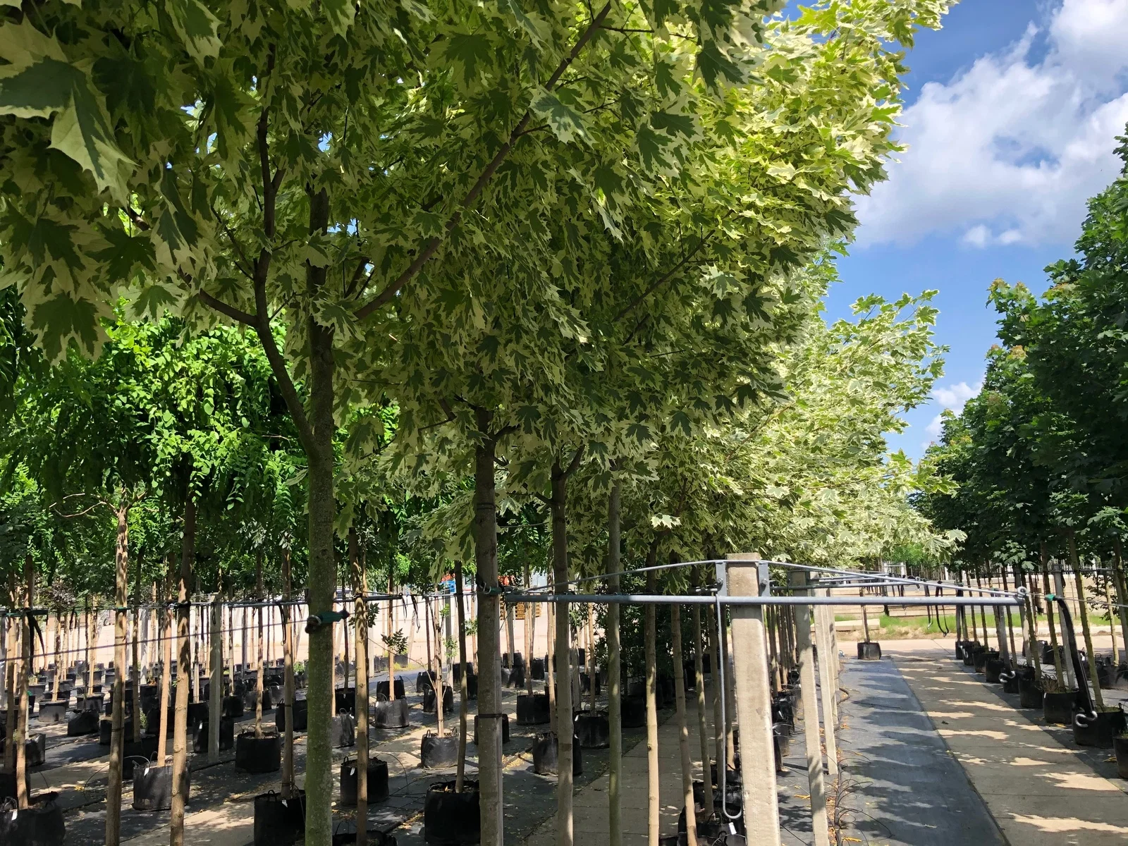 Acer Platanoides Drummondii (Ahorn)-5